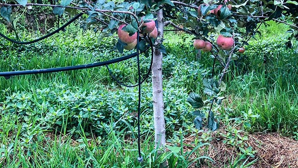 苹果园和樱桃园采用补偿滴灌模式 苹果园和樱桃园采用补偿滴灌模式