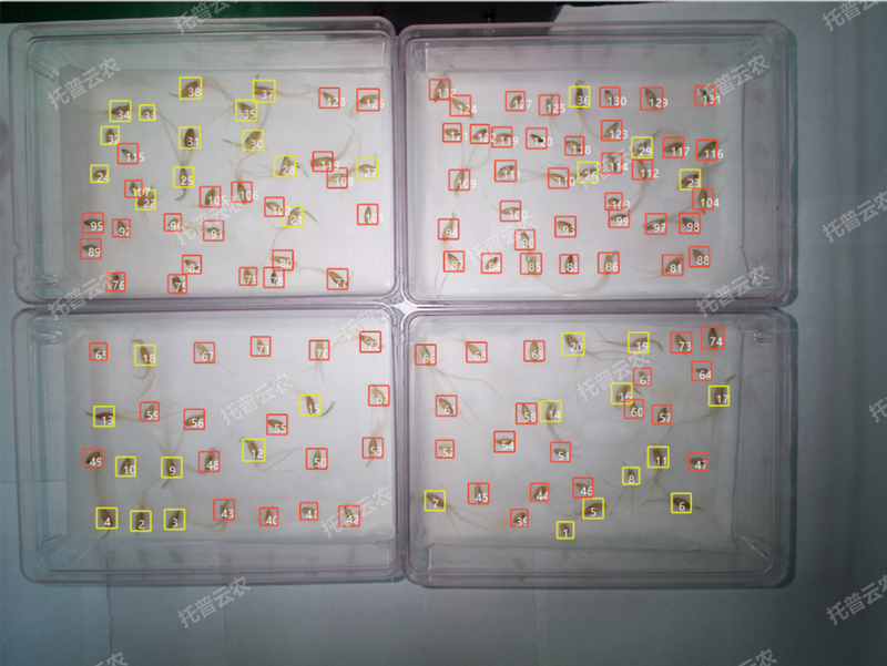 1772702752678254.png 发芽率识别-高通量植物环境调控+高通量桃子视频APP最新福利污下载智能萌发鉴定系统.png